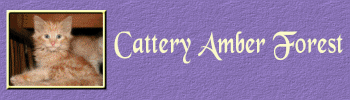 Cattery Amber Forest