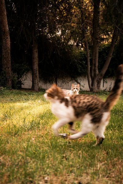 Waarom een kattenren ideaal is voor elke kittenliefhebber | Blog KittenTeKoop Figopet