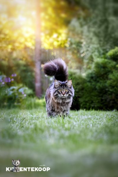 Een uit de kraan drinkende kat | Blog KittenTeKoop Figopet