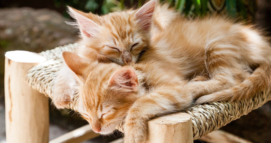 Hoe leer je een kitten veilig naar buiten gaan? | Blog KittenTeKoop