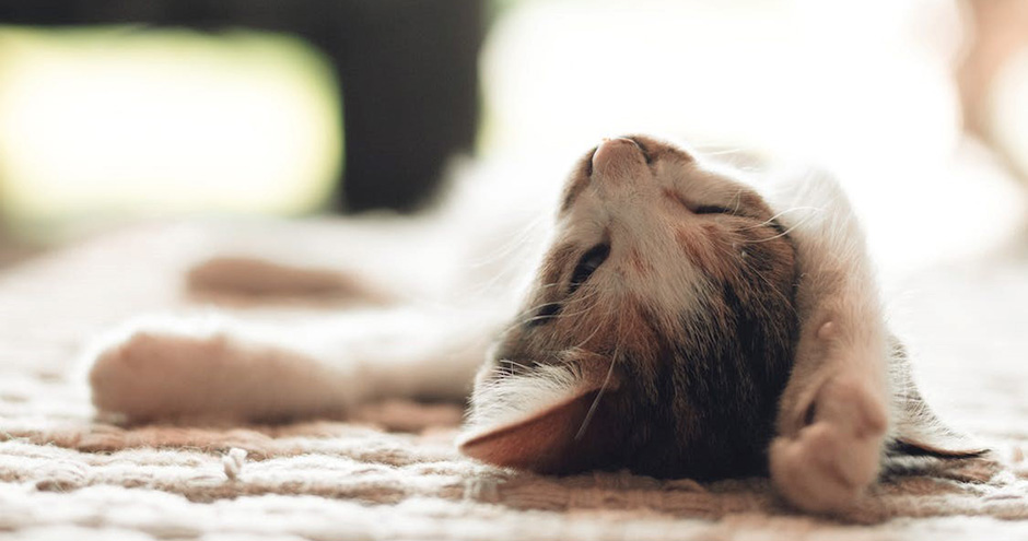 Kittens vinden bij jou in de buurt: Zo werkt zoeken op postcode | Blog KittenTeKoop