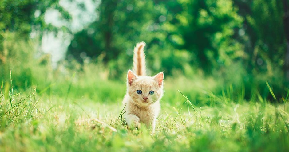 Hoe bereid je je voor op een kitten in huis? | Blog KittenTeKoop
