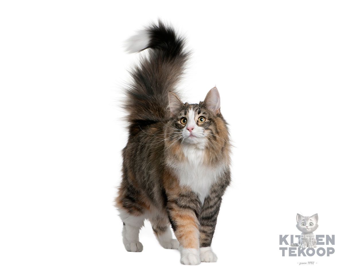 German Rex Kat | Rasinformatie KittenTeKoop