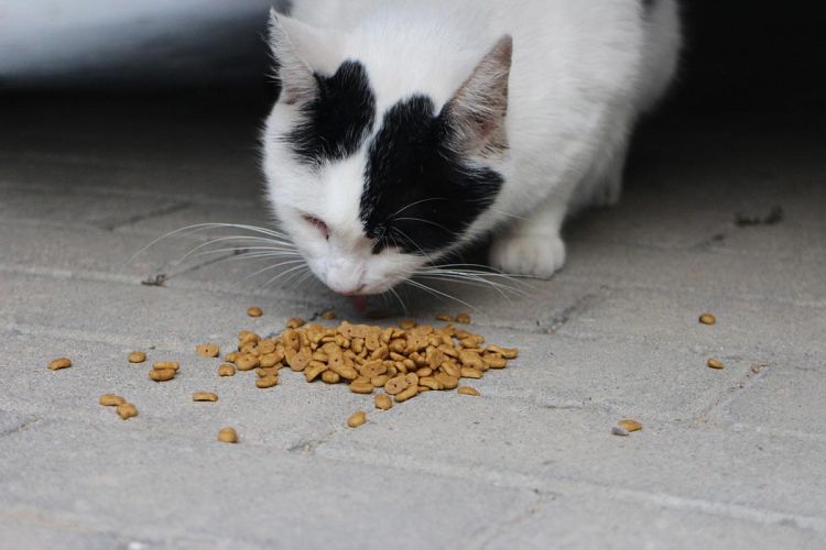 Kat eet brokjes | Blog KittenTeKoop