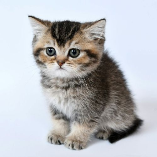 Brown tabby ticked kitten by Sergey Semin | Blog KittenTeKoop
