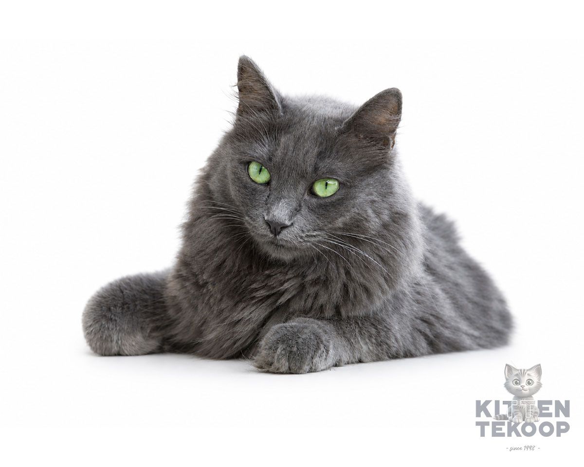 German Rex Kat | Rasinformatie KittenTeKoop