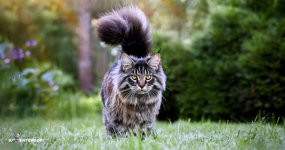 Herplaatsing is geen afdanking | Blog KittenTeKoop