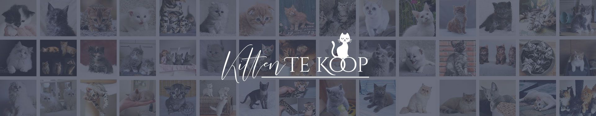 KittenTeKoop