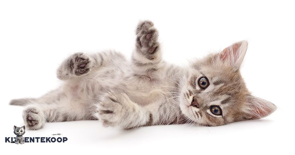 Zo geef je je kitten de beste start | Blog KittenTeKoop Figopet