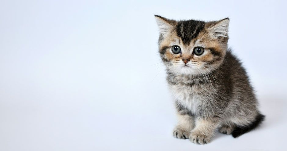 We nemen de taal van de kat serieus | Blog KittenTeKoop