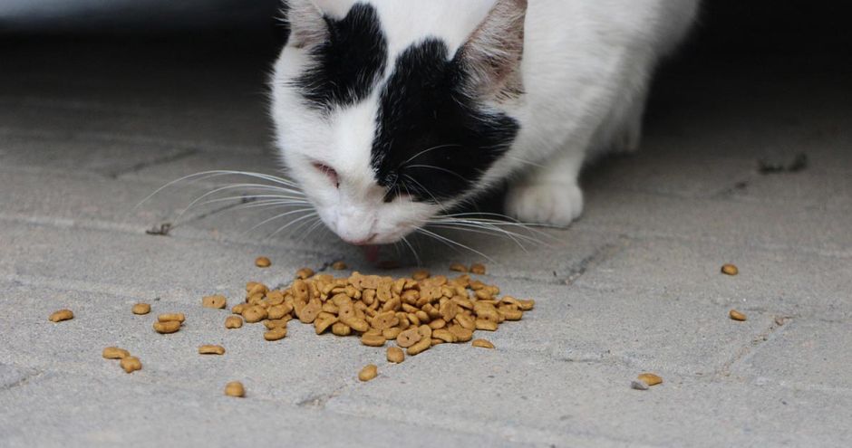 Welk kattenvoer past nou echt bij jouw kat | Blog KittenTeKoop