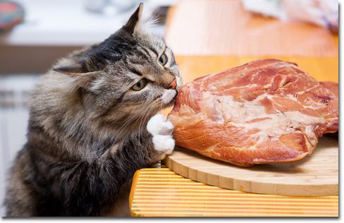 © Foto gemaakt door: Darkbird77